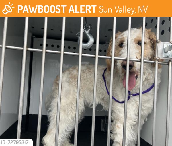 Found/Stray Male Dog last seen 5th avenue sun valley, nv, Sun Valley, NV 89433