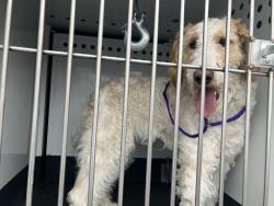 Found/Stray Male Dog last seen 5th avenue sun valley, nv, Sun Valley, NV 89433