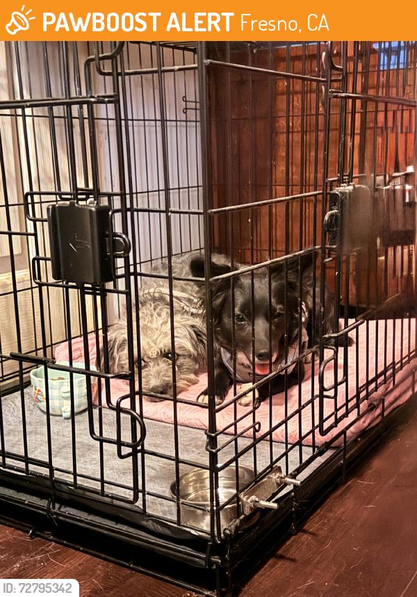 Found/Stray Unknown Dog last seen Inbetween Ashlan & Gettsberg, across from Abby Pet Hospital, Fresno, CA 93726
