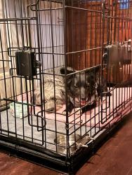 Found/Stray Unknown Dog last seen Inbetween Ashlan & Gettsberg, across from Abby Pet Hospital, Fresno, CA 93726