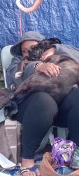 Lost Female Dog last seen 14th and Washington street car stop, Seattle, WA 98122
