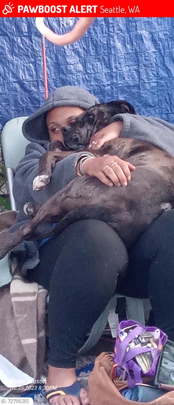 Lost Female Dog last seen 14th and Washington street car stop, Seattle, WA 98122