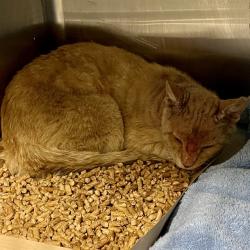 Shelter Stray Male Cat last seen FAIRVIEW AVE,TAVARES, Deer Island, FL 32778
