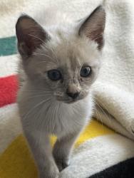 Lost Female Cat last seen Unionville Rd and Woodville Rd, Union Bridge, MD 21791