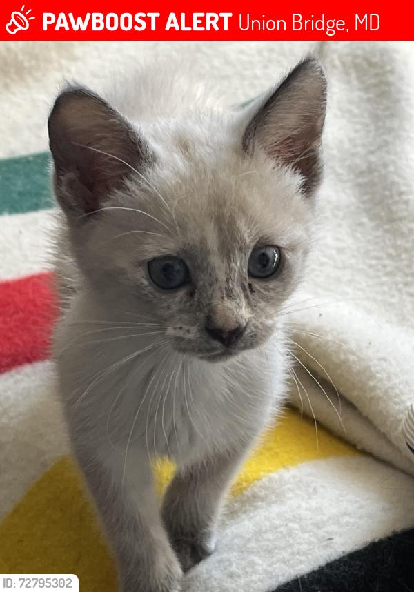 Lost Female Cat last seen Unionville Rd and Woodville Rd, Union Bridge, MD 21791