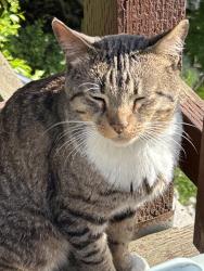 Found/Stray Male Cat last seen Park St San Francisco CA 94110, San Francisco, CA 94110