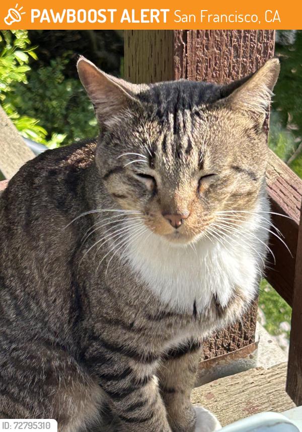 Found/Stray Male Cat last seen Park St San Francisco CA 94110, San Francisco, CA 94110