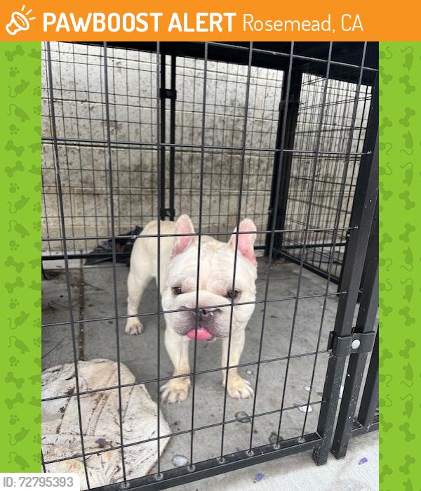 Found/Stray Unknown Dog last seen Kelburn Ave, Rosemead, CA 91770
