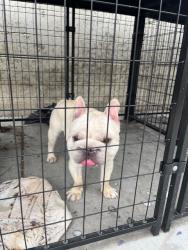 Found/Stray Unknown Dog last seen Kelburn Ave, Rosemead, CA 91770