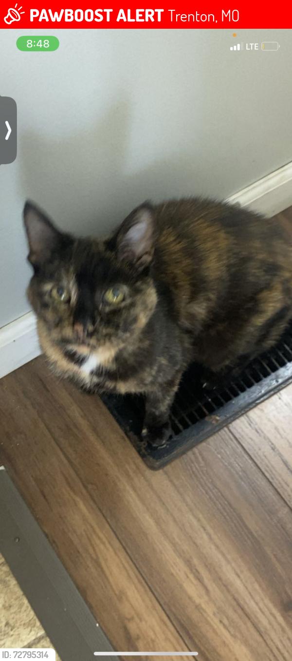 Lost Female Cat last seen Clark and w 10th st, Trenton, MO 64683
