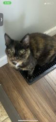 Lost Female Cat last seen Clark and w 10th st, Trenton, MO 64683