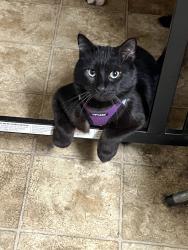 Lost Male Cat last seen Darlington and englewood., Crawfordsville, IN 47933