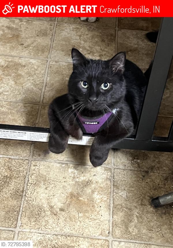 Lost Male Cat last seen Darlington and englewood., Crawfordsville, IN 47933
