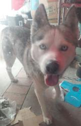 Found/Stray Male Dog last seen ELM ST & ELMWOOD AVE, Los Angeles, CA 90002