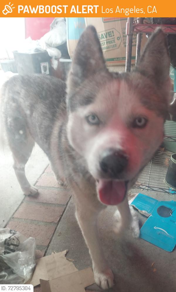 Found/Stray Male Dog last seen ELM ST & ELMWOOD AVE, Los Angeles, CA 90002