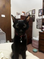 Lost Female Cat last seen That neighborhood , Watauga, TX 76148