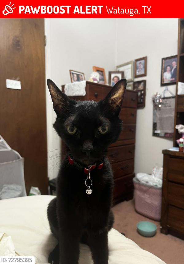 Lost Female Cat last seen That neighborhood , Watauga, TX 76148
