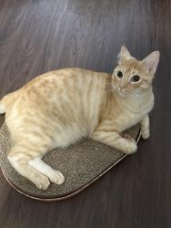 Lost Male Cat last seen Choco rd and kip court , Apple Valley, CA 92308
