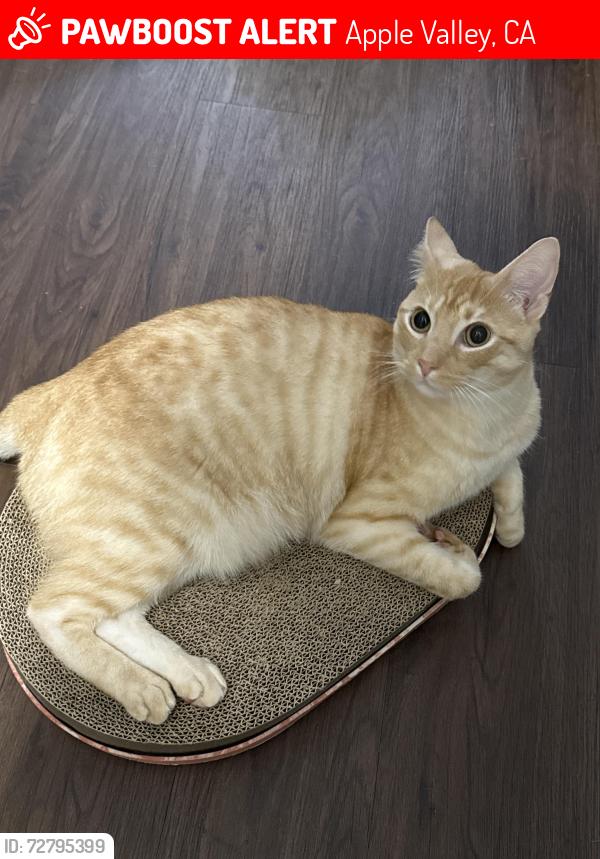 Lost Male Cat last seen Choco rd and kip court , Apple Valley, CA 92308