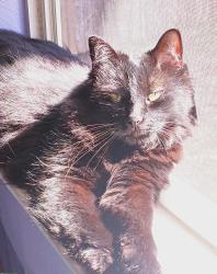 Lost Female Cat last seen Spanish Trails, Quarter, Buda, TX 78610