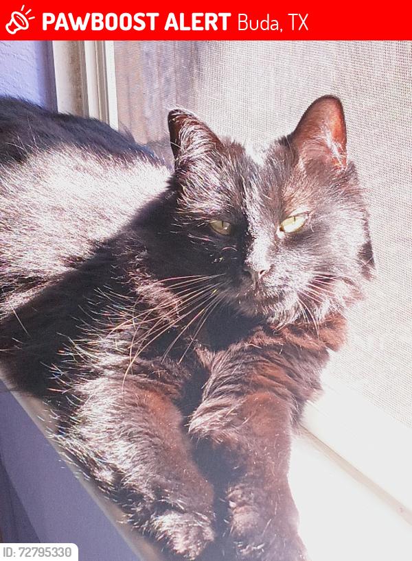 Lost Female Cat last seen Spanish Trails, Quarter, Buda, TX 78610