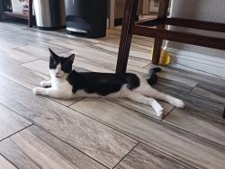 Lost Male Cat last seen Broken reed ct. Henderson, NV, Henderson, NV 89015