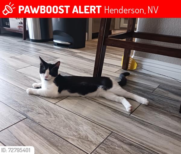 Lost Male Cat last seen Broken reed ct. Henderson, NV, Henderson, NV 89015