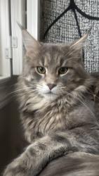 Lost Male Cat last seen Big Bay Point / Yonge Street Barrie, Simcoe County, ON 
