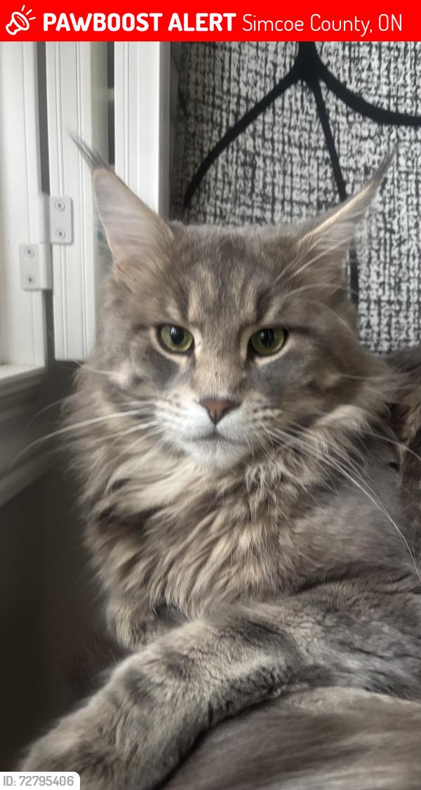 Lost Male Cat last seen Big Bay Point / Yonge Street Barrie, Simcoe County, ON 