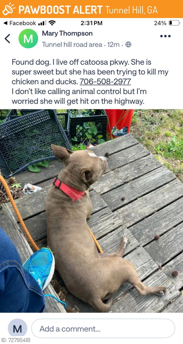 Found/Stray Female Dog last seen Dollar General on catoosa pkwy, Tunnel Hill, GA 30755