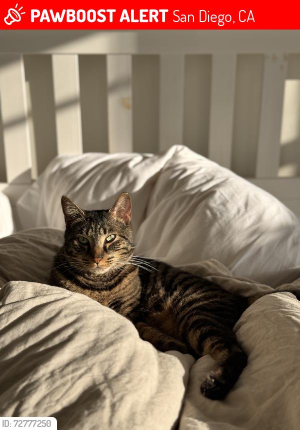 Lost Male Cat last seen Merrell, San Diego, CA 92109