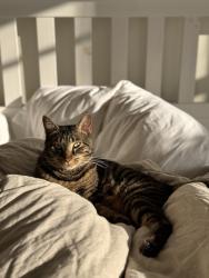 Lost Male Cat last seen Merrell, San Diego, CA 92109