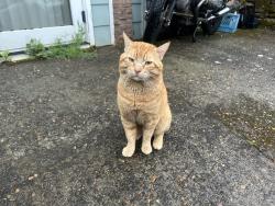 Found/Stray Male Cat last seen SE 74th and Yamhill, Portland, OR 97215