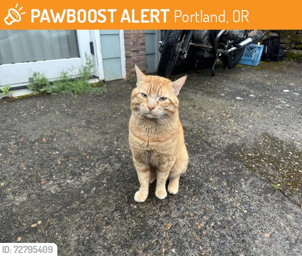 Found/Stray Male Cat last seen SE 74th and Yamhill, Portland, OR 97215