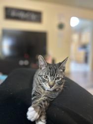 Lost Male Cat last seen Near pine st, Fairchild Air Force Base, WA 99011