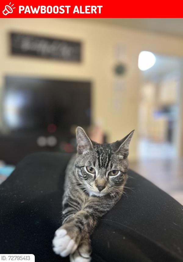 Lost Male Cat last seen Near pine st, Fairchild Air Force Base, WA 99011