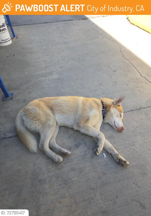 Found/Stray Male Dog last seen Azusa , City of Industry, CA 91748