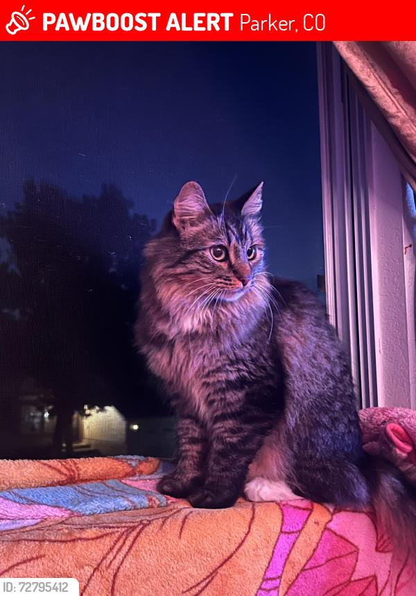 Lost Female Cat last seen Clarke farms neighborhood , Parker, CO 80134