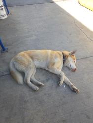 Found/Stray Male Dog last seen Azusa , City of Industry, CA 91748