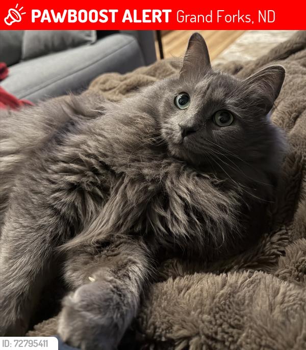Lost Male Cat last seen Columbia, Grand Forks, ND 58201
