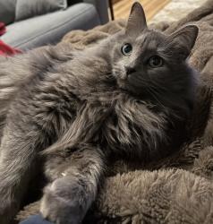 Lost Male Cat last seen Columbia, Grand Forks, ND 58201