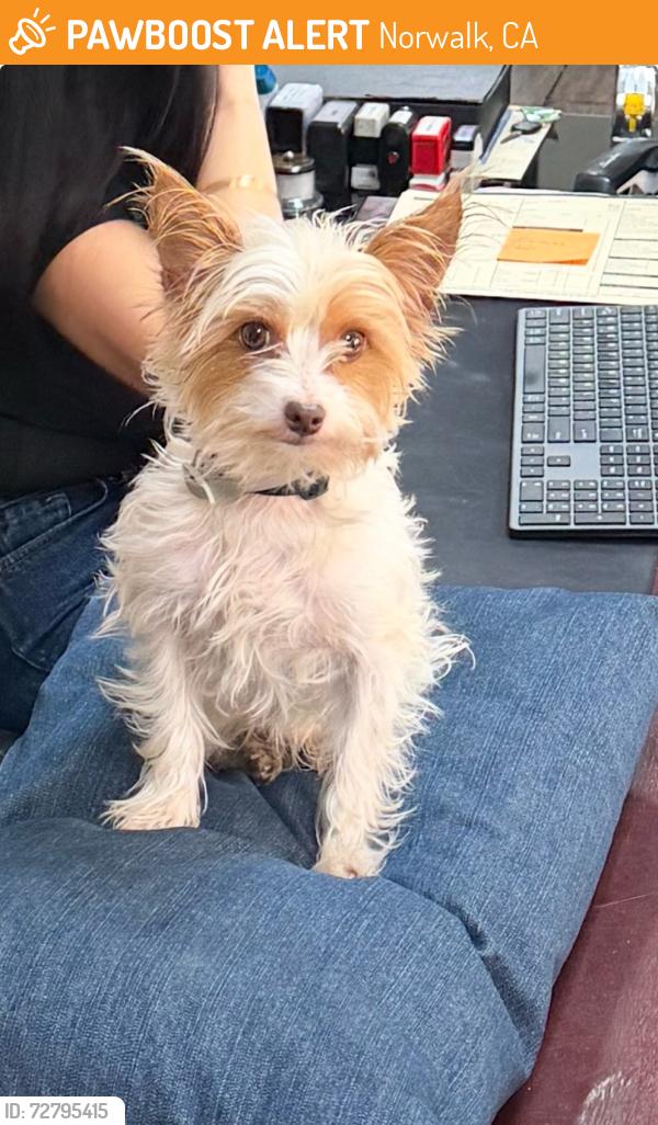 Found/Stray Male Dog last seen IMPERIAL AND FIRESTONE, Norwalk, CA 90650