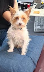 Found/Stray Male Dog last seen IMPERIAL AND FIRESTONE, Norwalk, CA 90650