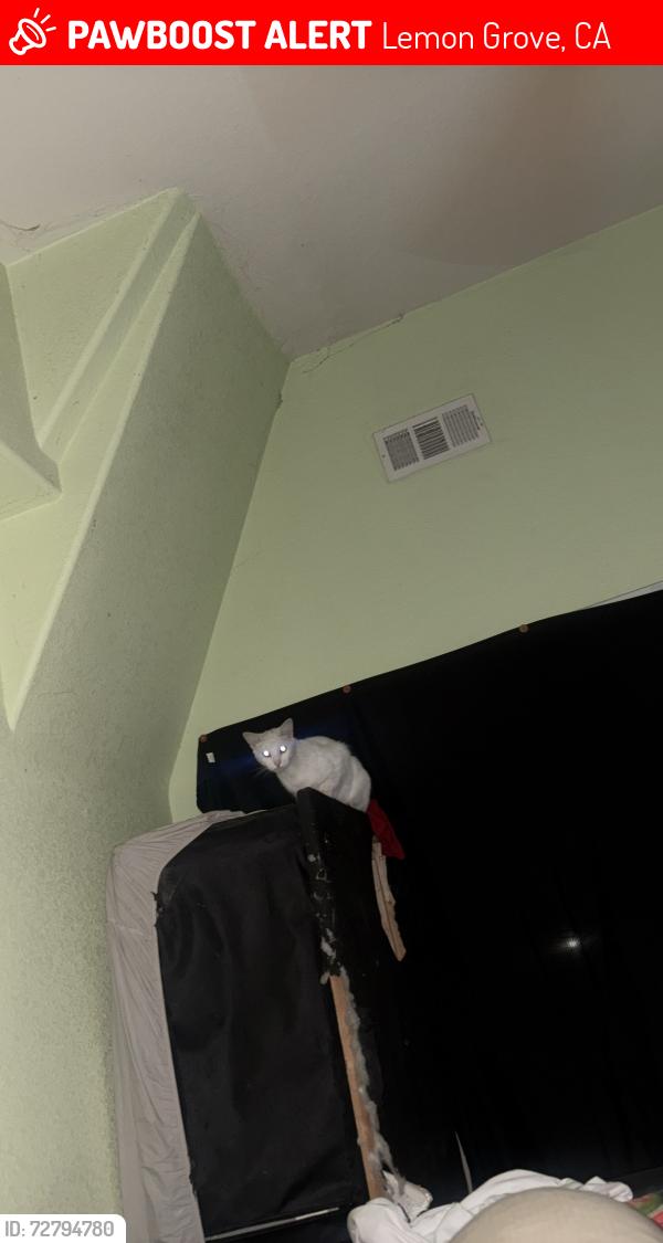 Lost Male Cat last seen Near gold lake rd, Lemon Grove, CA 91945