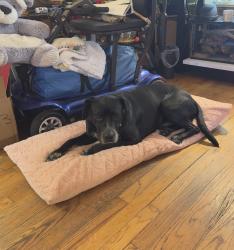 Lost Male Dog last seen Central Park Ave and carmen, Chicago, IL 60625