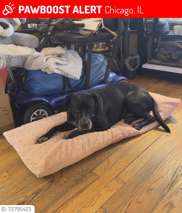 Lost Male Dog last seen Central Park Ave and carmen, Chicago, IL 60625