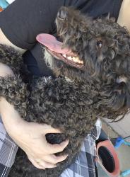Found/Stray Male Dog last seen 59th ave and olive , Glendale, AZ 85304