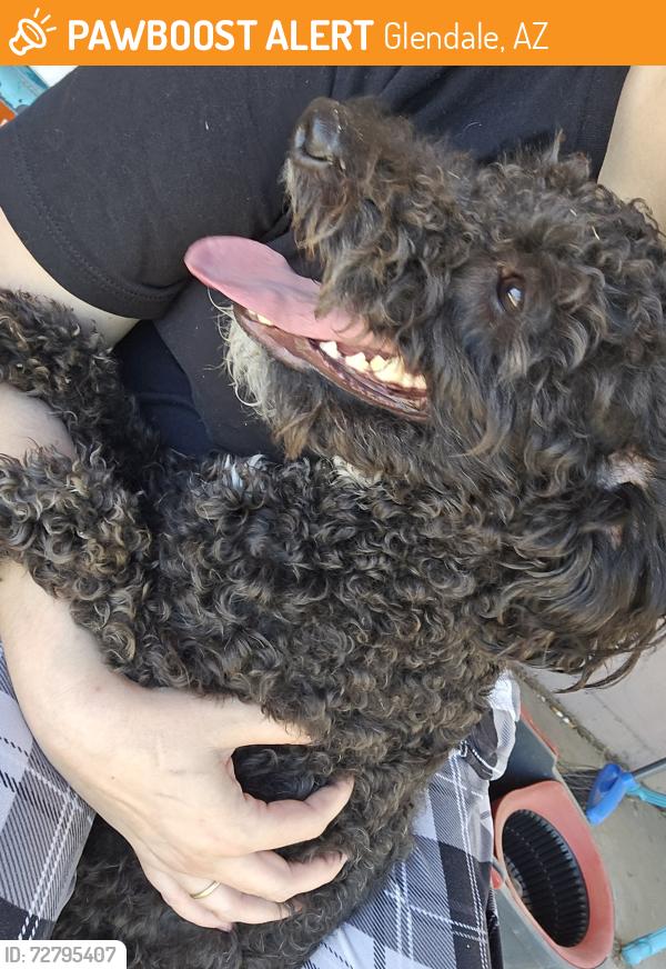 Found/Stray Male Dog last seen 59th ave and olive , Glendale, AZ 85304