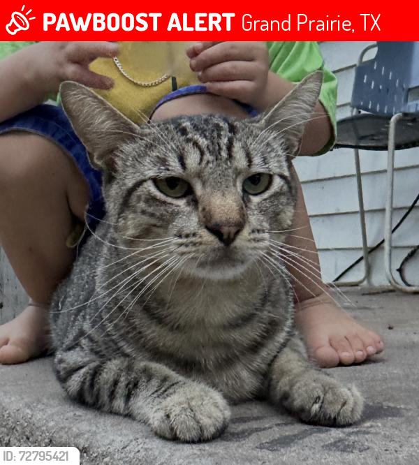 Lost Male Cat last seen Near Fairfax st , Grand Prairie, TX 75050