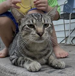 Lost Male Cat last seen Near Fairfax st , Grand Prairie, TX 75050